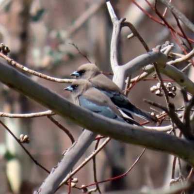 Artamus cyanopterus cyanopterus (Dusky Woodswallow) at Booth, ACT - 16 Sep 2020 by RodDeb