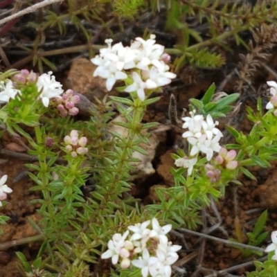 Asperula conferta (Common Woodruff) at Mitchell, ACT - 17 Sep 2020 by trevorpreston