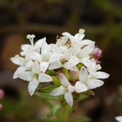 Asperula conferta at Mitchell, ACT - 17 Sep 2020