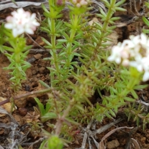 Asperula conferta at Mitchell, ACT - 17 Sep 2020