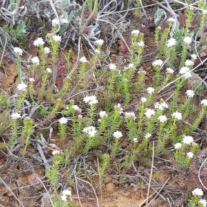 Asperula conferta at Mitchell, ACT - 17 Sep 2020