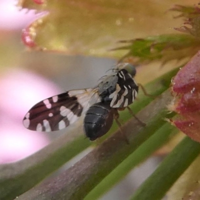 Tephritidae sp. (family) (Unidentified Fruit or Seed fly) at Kambah, ACT - 17 Sep 2020 by HarveyPerkins