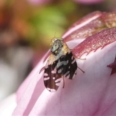 Tephritidae sp. (family) at Kambah, ACT - 17 Sep 2020