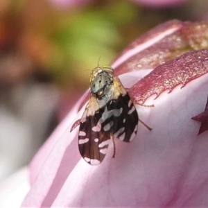 Tephritidae sp. (family) at Kambah, ACT - 17 Sep 2020 12:50 PM