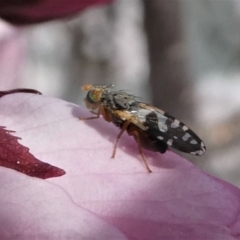 Tephritidae sp. (family) at Kambah, ACT - 17 Sep 2020 12:50 PM