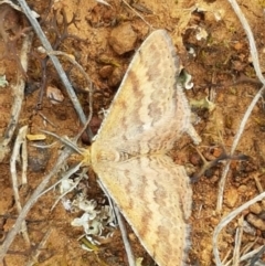 Scopula rubraria (Reddish Wave, Plantain Moth) at Crace Grasslands - 17 Sep 2020 by tpreston