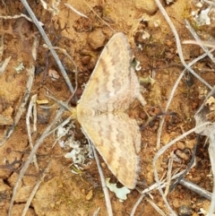 Scopula rubraria at Mitchell, ACT - 17 Sep 2020