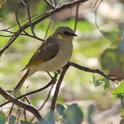 Ptilotula fusca (Fuscous Honeyeater) at Booth, ACT - 16 Sep 2020 by RodDeb