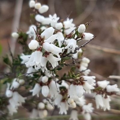 Cryptandra amara (Bitter Cryptandra) at Mitchell, ACT - 17 Sep 2020 by trevorpreston