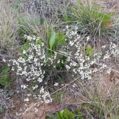 Cryptandra amara at Mitchell, ACT - 17 Sep 2020