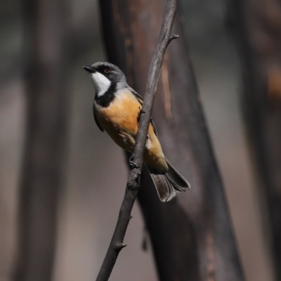 Pachycephala rufiventris (Rufous Whistler) at Booth, ACT - 16 Sep 2020 by RodDeb