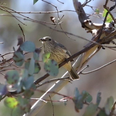 Pachycephala rufiventris (Rufous Whistler) at Booth, ACT - 16 Sep 2020 by RodDeb