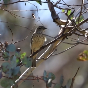 Pachycephala rufiventris at Booth, ACT - 16 Sep 2020