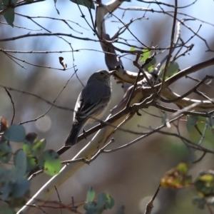 Pachycephala rufiventris at Booth, ACT - 16 Sep 2020