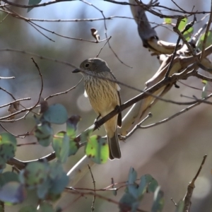 Pachycephala rufiventris at Booth, ACT - 16 Sep 2020