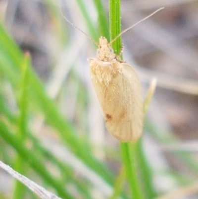 Tortricinae (subfamily) (A tortrix moth) at Mitchell, ACT - 17 Sep 2020 by trevorpreston