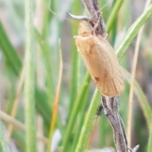 Tortricinae (subfamily) at Mitchell, ACT - 17 Sep 2020