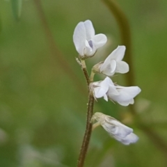 Vicia hirsuta (Hairy Vetch) at Mitchell, ACT - 17 Sep 2020 by trevorpreston