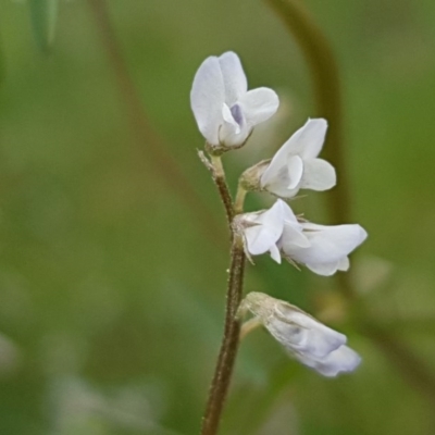 Vicia hirsuta (Hairy Vetch) at Mitchell, ACT - 17 Sep 2020 by trevorpreston