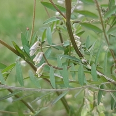 Vicia hirsuta at Mitchell, ACT - 17 Sep 2020