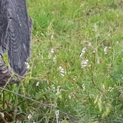 Vicia hirsuta at Mitchell, ACT - 17 Sep 2020