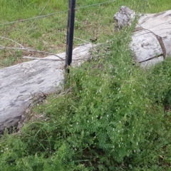 Vicia hirsuta at Mitchell, ACT - 17 Sep 2020