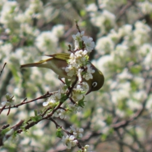 Zosterops lateralis at Booth, ACT - 16 Sep 2020