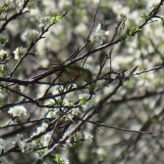 Zosterops lateralis at Booth, ACT - 16 Sep 2020 12:45 PM