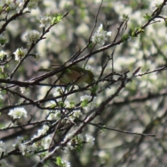 Zosterops lateralis at Booth, ACT - 16 Sep 2020