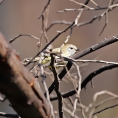 Acanthiza lineata (Striated Thornbill) at Booth, ACT - 16 Sep 2020 by RodDeb