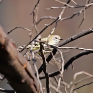 Acanthiza lineata at Booth, ACT - 16 Sep 2020 12:56 PM