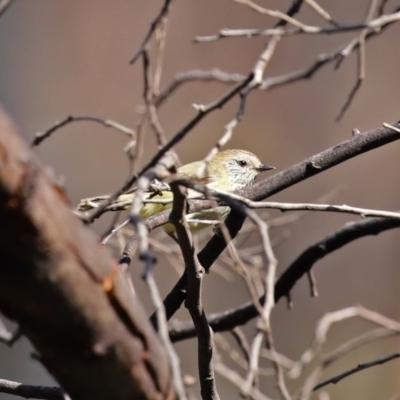 Acanthiza lineata (Striated Thornbill) at Booth, ACT - 16 Sep 2020 by RodDeb