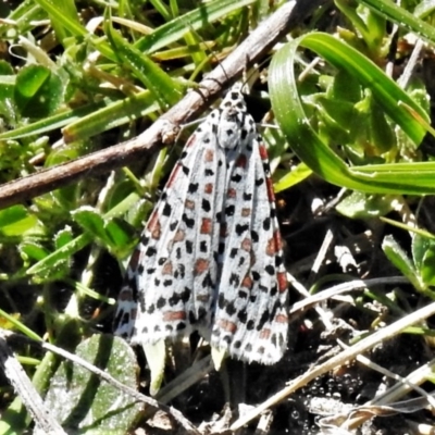 Utetheisa pulchelloides (Heliotrope Moth) at Coree, ACT - 15 Sep 2020 by JohnBundock