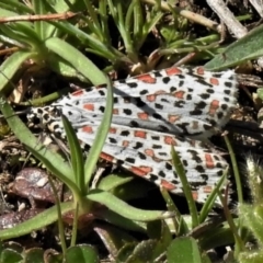 Utetheisa pulchelloides at Coree, ACT - 15 Sep 2020