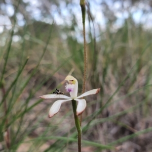 Caladenia ustulata at Acton, ACT - suppressed