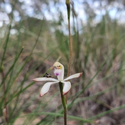 Caladenia ustulata (Brown Caps) at ANBG South Annex - 17 Sep 2020 by shoko