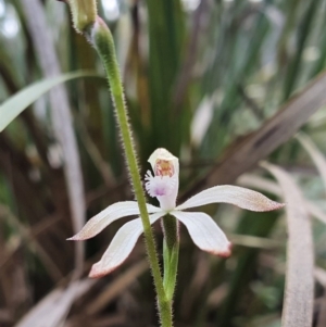 Caladenia ustulata at Acton, ACT - suppressed