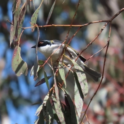 Melithreptus lunatus (White-naped Honeyeater) at Namadgi National Park - 16 Sep 2020 by RodDeb