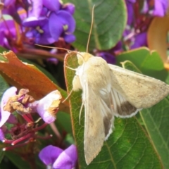 Helicoverpa (genus) (A bollworm) at Red Hill, ACT - 17 Sep 2020 by Christine