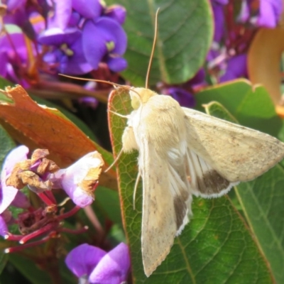 Helicoverpa (genus) (A bollworm) at Red Hill, ACT - 17 Sep 2020 by Christine