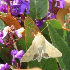 Helicoverpa (genus) at Red Hill, ACT - 17 Sep 2020 12:28 PM