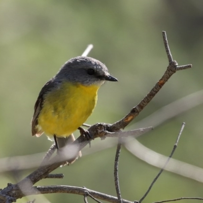 Eopsaltria australis (Eastern Yellow Robin) at Booth, ACT - 16 Sep 2020 by RodDeb
