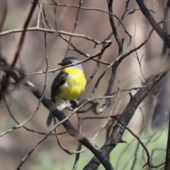 Eopsaltria australis at Booth, ACT - 16 Sep 2020