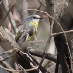 Eopsaltria australis at Booth, ACT - 16 Sep 2020