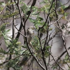 Caligavis chrysops (Yellow-faced Honeyeater) at Booth, ACT - 16 Sep 2020 by RodDeb