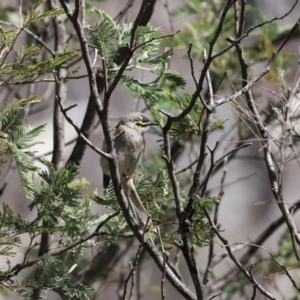 Caligavis chrysops at Booth, ACT - 16 Sep 2020