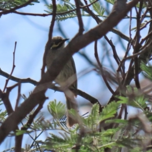 Caligavis chrysops at Booth, ACT - 16 Sep 2020