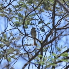 Caligavis chrysops at Booth, ACT - 16 Sep 2020