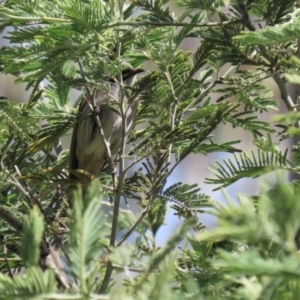 Caligavis chrysops at Booth, ACT - 16 Sep 2020