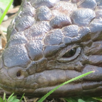 Tiliqua rugosa (Shingleback Lizard) at Molonglo Gorge - 17 Sep 2020 by Christine